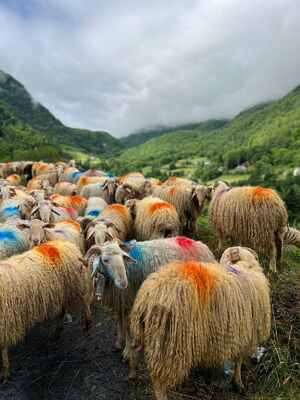 Bonté d’Ovine, la colporteuse