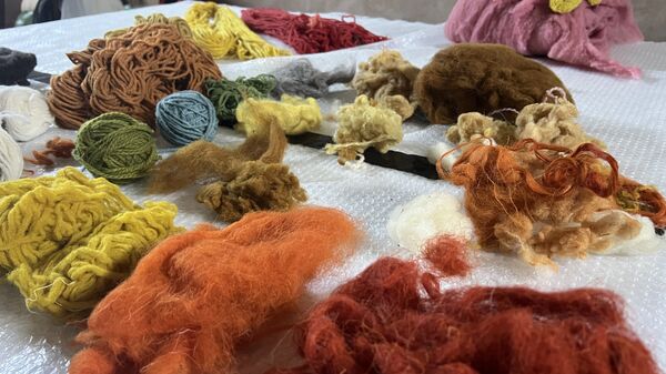 La photo montre différentes pelotes et laines de brebis teintées, en attente d'utilisation par Natacha Sansoz, dans son atelier de production au Bel Ordinaire.